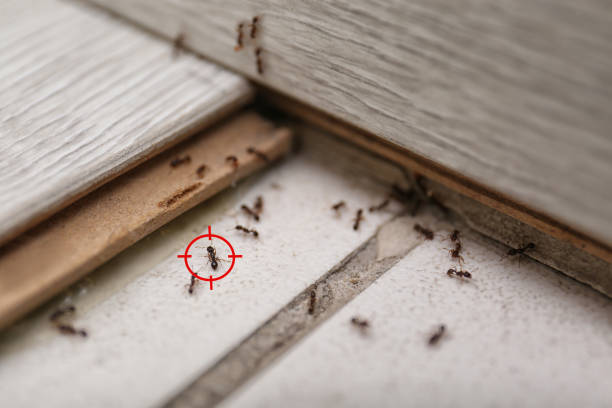 Pest Control Cost in Jonesville, VA